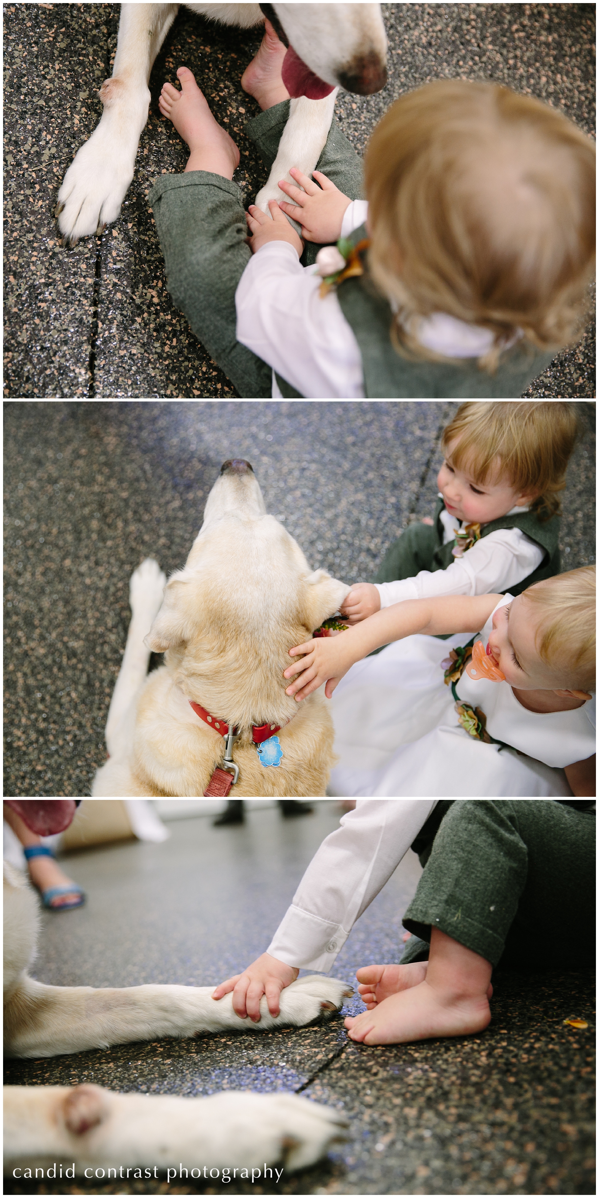 dubuque iowa wedding photographer, cute photos with dogs and kids in your wedding party