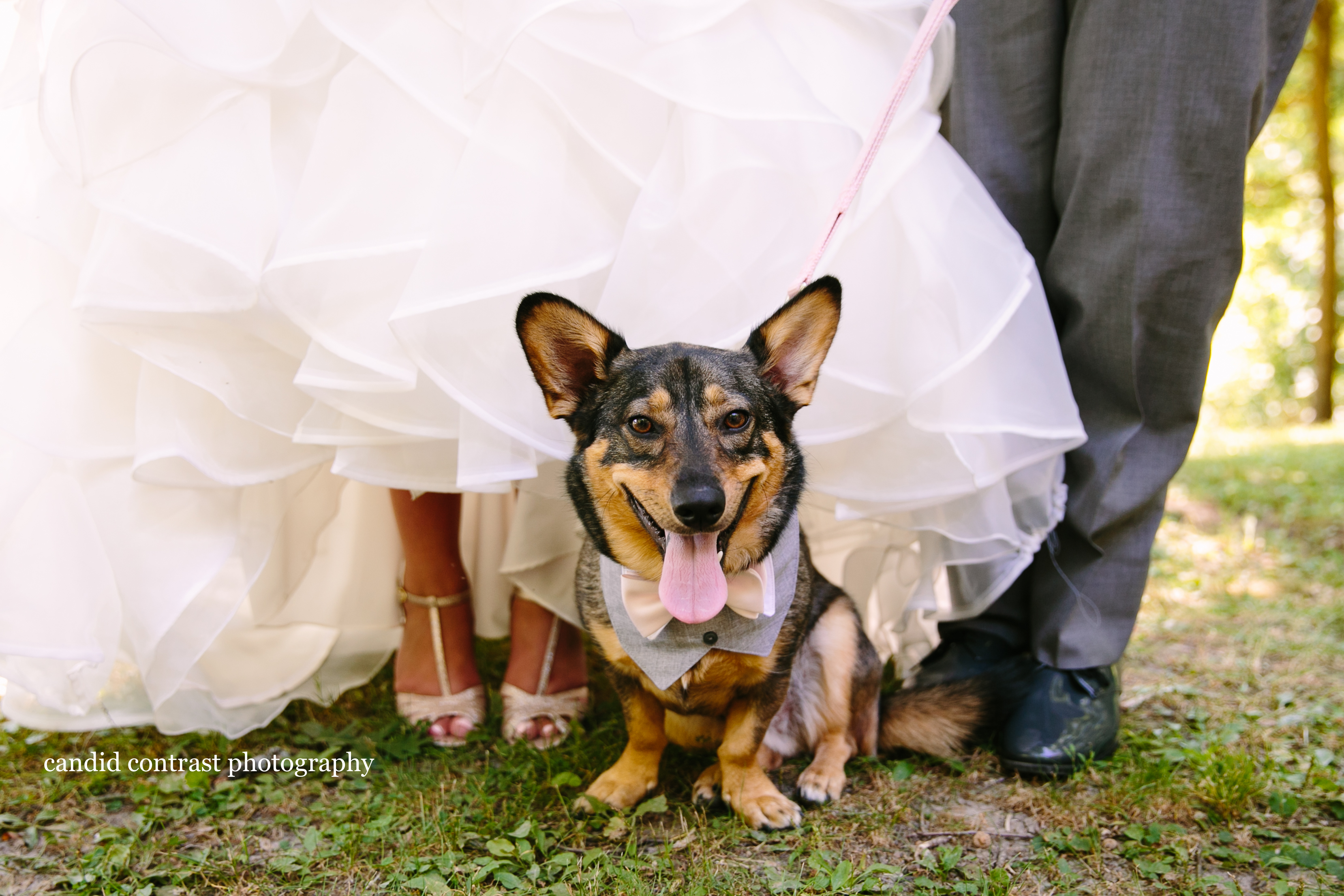 including your dog in your wedding photos and engagement photos, real iowa weddings & engagements