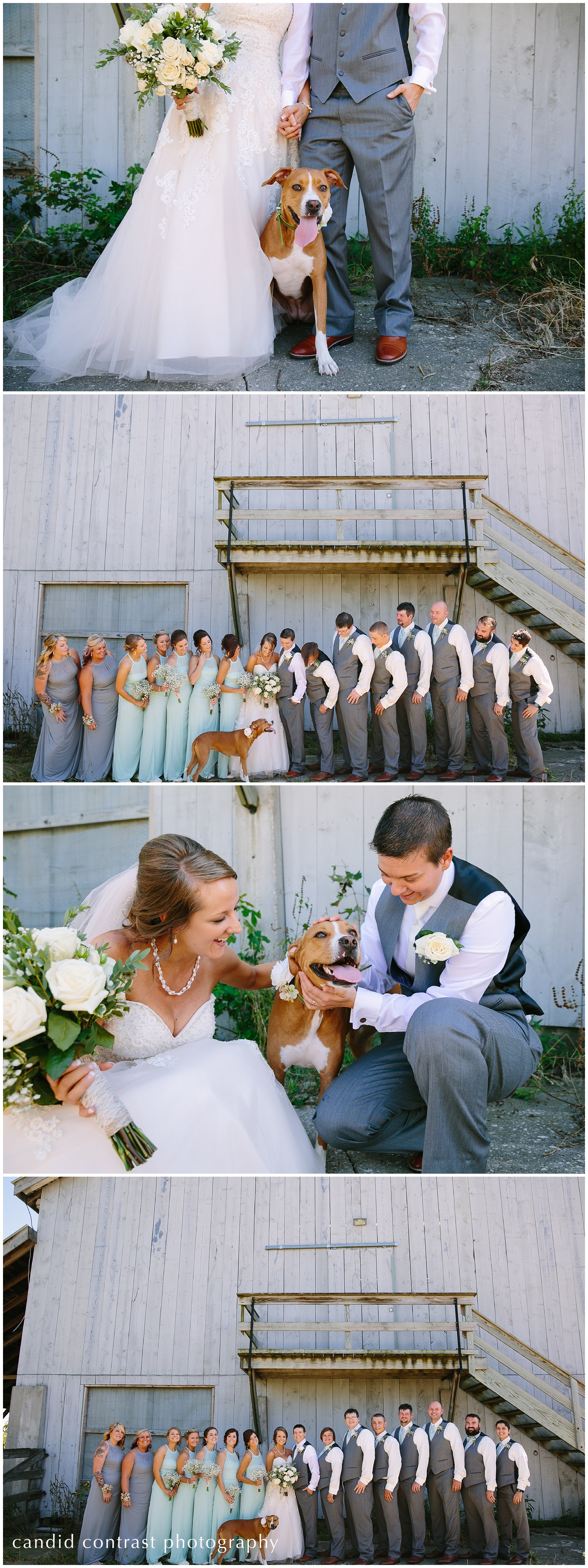 iowa wedding with a boxer/pitbull mix at amana festalle barn, including your dog in your wedding photos 