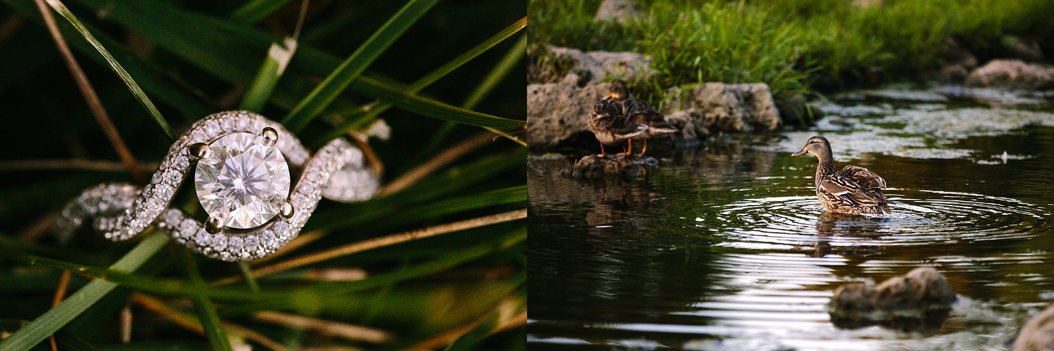 outdoor dubuque engagement session by catherine furlin photography, engagement ring, ducks in asbury pond