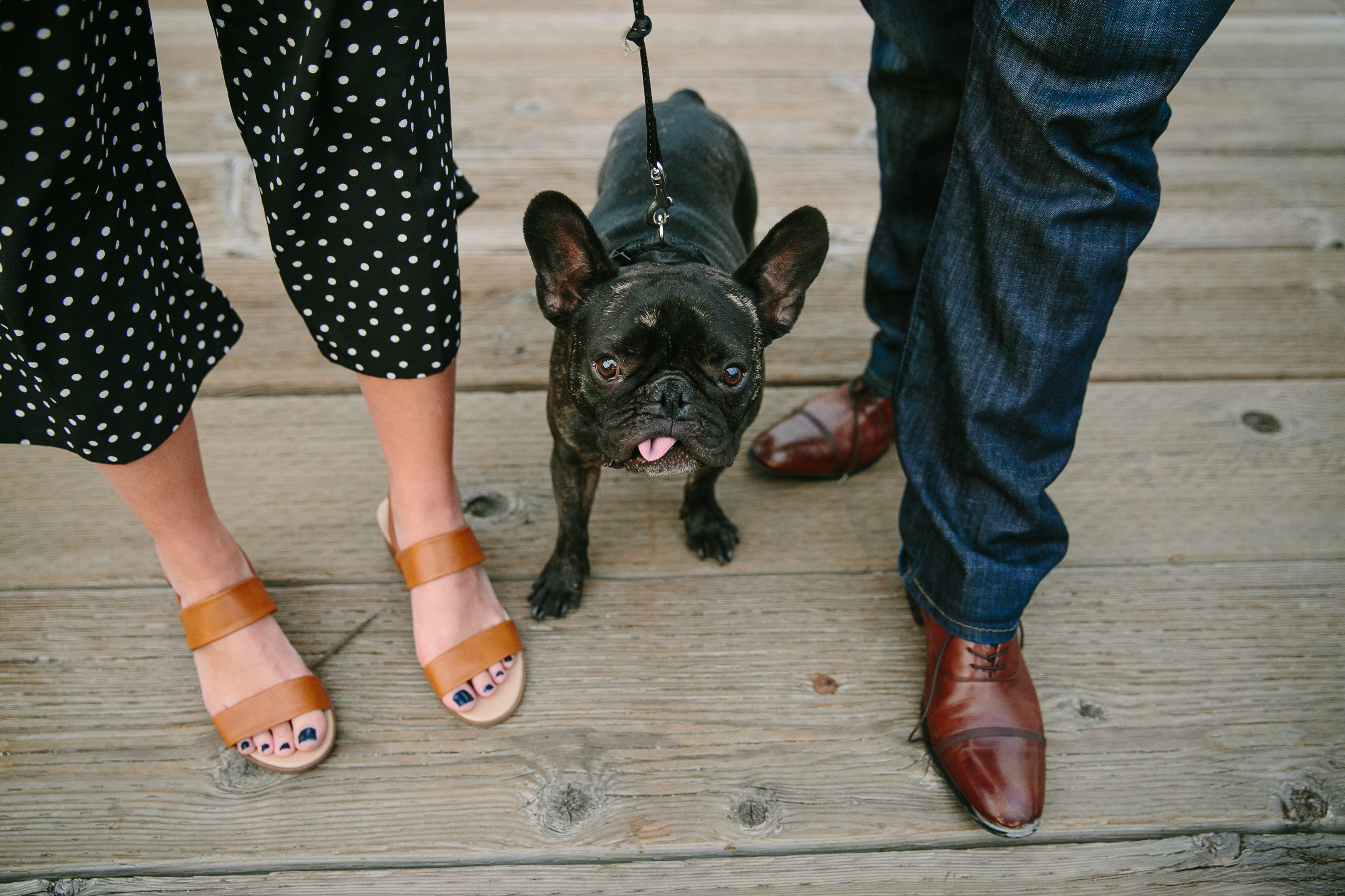 iowa city engagement session with french bulldog by catherine furlin