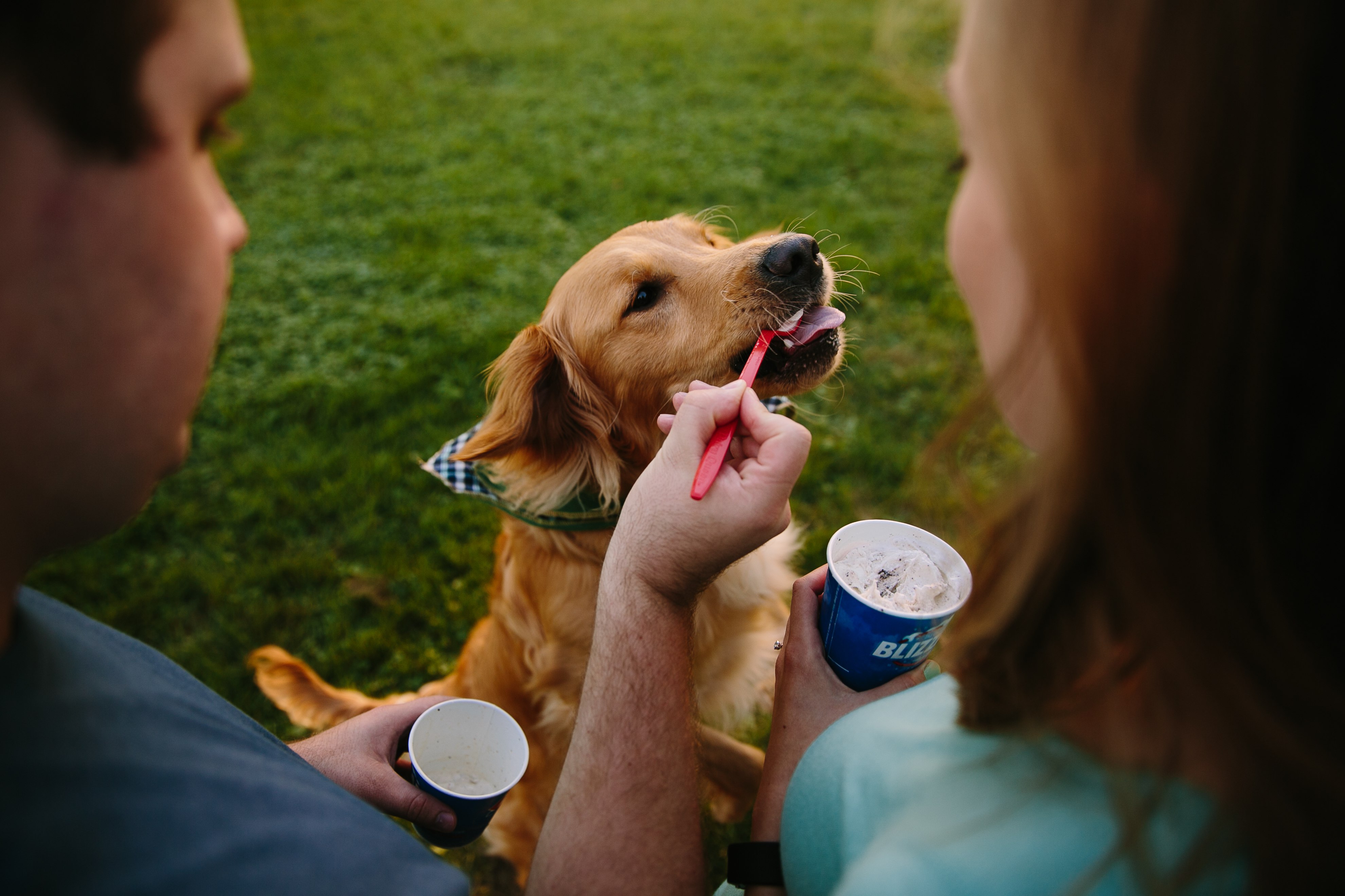 couple sharing dq blizzards with their dog, iowa city wedding photographer