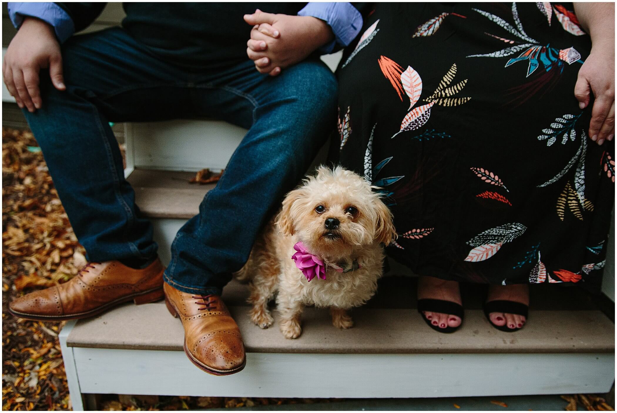 a little dog looks at the camera during his mom & dad's engagement session